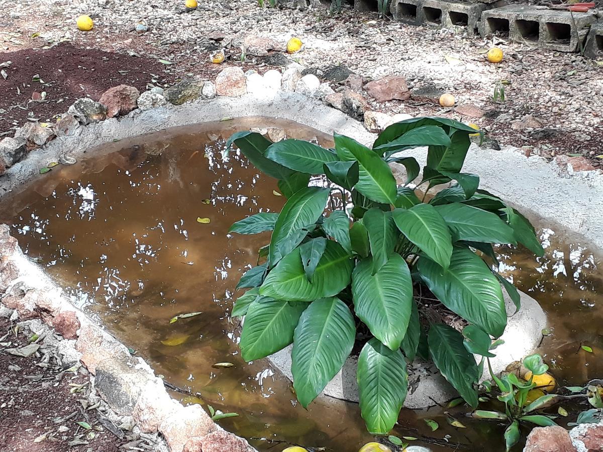 El Chac Mool Bed & Breakfast ซานตา เอเลนา ภายนอก รูปภาพ