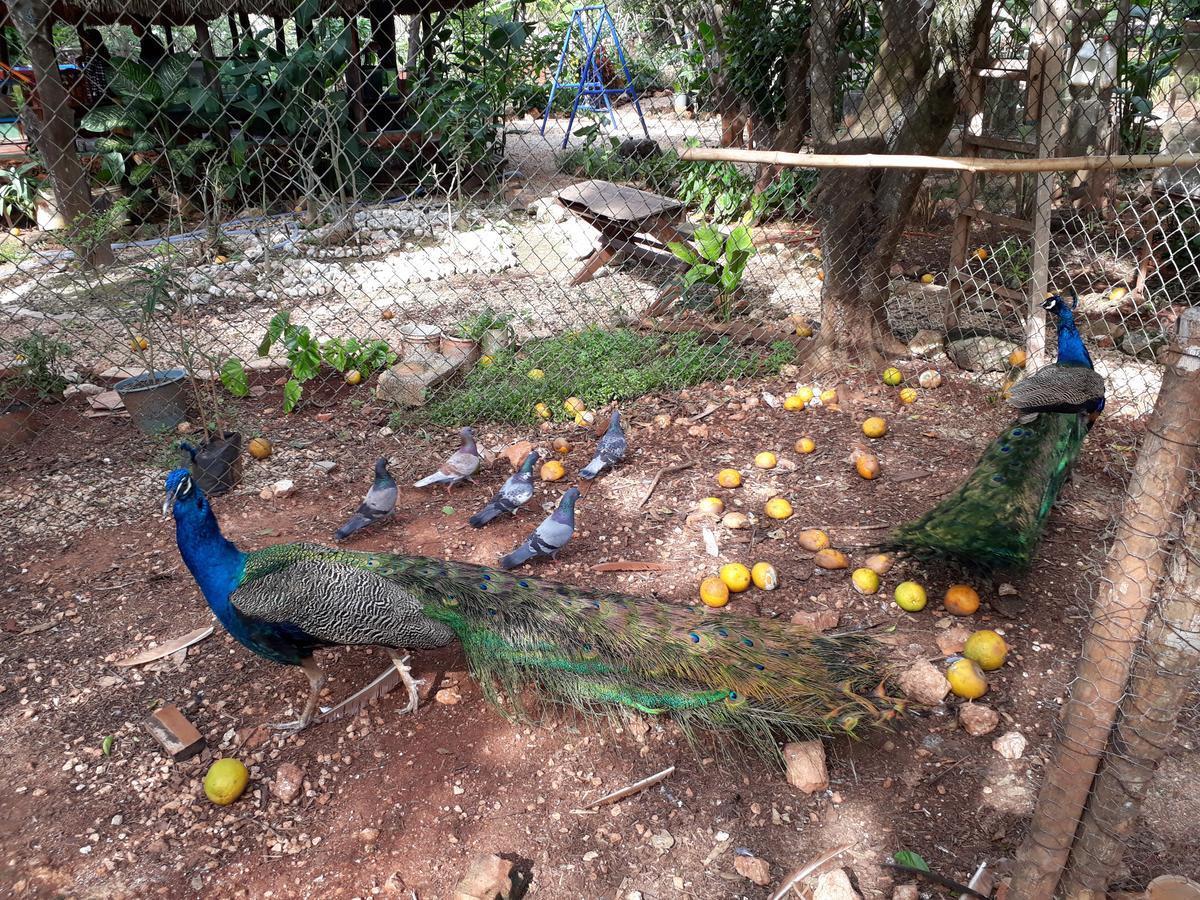 El Chac Mool Bed & Breakfast ซานตา เอเลนา ภายนอก รูปภาพ